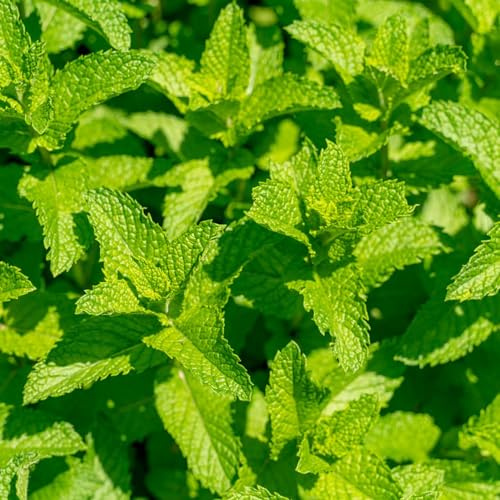 semi di menta al coperto - resistenti giardino antiche varietà luoghi soleggiati Regali decorativi 100pcs