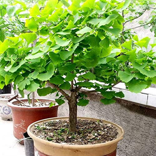 Haloppe 20 Pz Ginkgo Biloba Semi di Ortaggi per la Piantagione del Giardino di Casa, Semi di Ginkgo Biloba Bonsai Pianta in Vaso Paesaggio Decorazione del Giardino di Casa