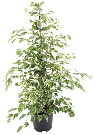 Ficus Benjamina Twilight, Planta de Interior, Verde, Maceta 21cm, 95cm