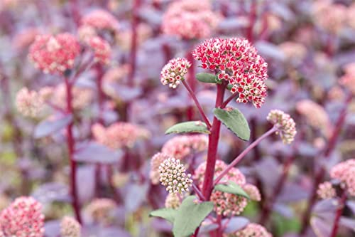Sedum telephium 'Red Cauli' 11 cm Topf – Winterhart, Mehrjährig, Pflegeleicht – Fetthenne – Staude für Beet & Steingarten