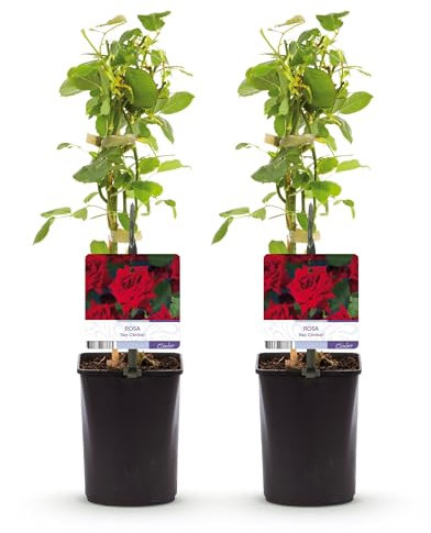 GreenboutiQ - Rosa grimpante - Rosa Red Climber - Fleur Rouge - Peu d'entretien - 2 plantes - Pot 11cm Hauteur 40cm