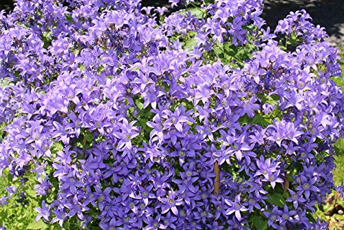 Campanula lactiflora Blue 50 seeds - Giant Bellflower