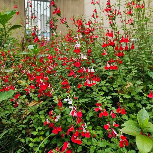salvia - Salvia greggii - medicinales, sostenibles semillas de decorativas raras de jardín resistentes, jardín, interior purificadoras 650semillas