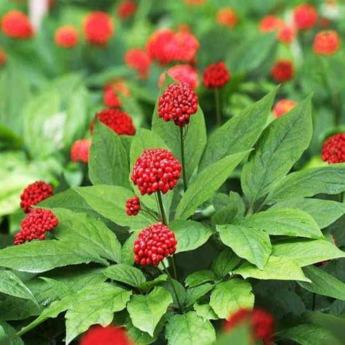 Nouveau frais 80pcs graines de plantes de ginseng