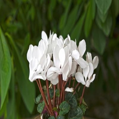 100 graines de fleurs de cyclamen blanches