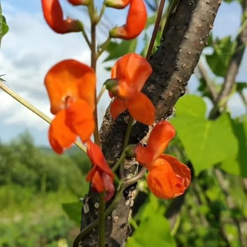 Semillas de frijol escarlata Semillas de variedades tradicionales decoración verano silvestres Balcón parterre hortícolas 80pcs