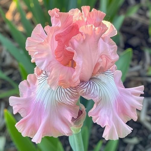 Sfuso Iris bulbi,Piante perenni,Hosta pianta vera,resistenti al freddo,Tagliare,Facile da curare(non artificiali)-3 bulbi-D