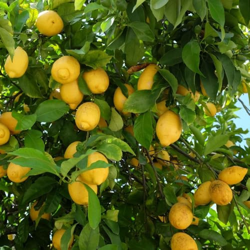 semi di limone, serre da balcone frutteto da frutto frutto colonnari semi di nani, resistenti colonnari balcone comprare esotico vecchie 400pcs