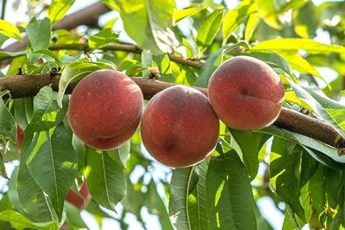 Pfirsichbaum `Benedicte´, robuste Sorte, weißfleischig, ca. 120cm, im Topf