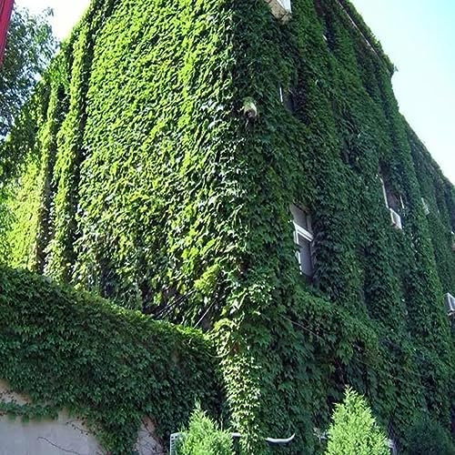 PERZOE 120pcs graines de lierre vert, couvre-sol plante grimpante herbe jardin maison plante décoration murale Graines de lierre
