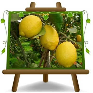 EURO PLANTS VIVAI Cítricos Limón Zagara Blanca Planta frutal Altura 180 cm Edad 6~7 Años Maceta 35 cm