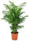 Chamaedorea Elegans - Palmera de Salón - Plantas Naturales Interior - Purificador de Aire - ⌀17 cm - 50-60 cm