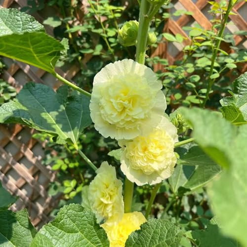 stockrosen samen winterhart mehrjährig - gartenblumen mehrjährig winterhart schmetterlingswiese blumensaat - Seltene pflanzen serie - balkonblumen indoor garten stockrosensamen balkon 60pcs