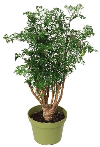 California Tropicals Ming Aralia 6'' Live Bonsai Tree - Unique and Easy to Grow Houseplant for Hobbies, Desk, Interior Ideas, Gardening, Crafts, Gifts, and Starter Gardeners