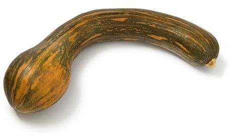 Sachet de graines de Courge longue de Nice - Sachet de 2 grammes - Graines de style