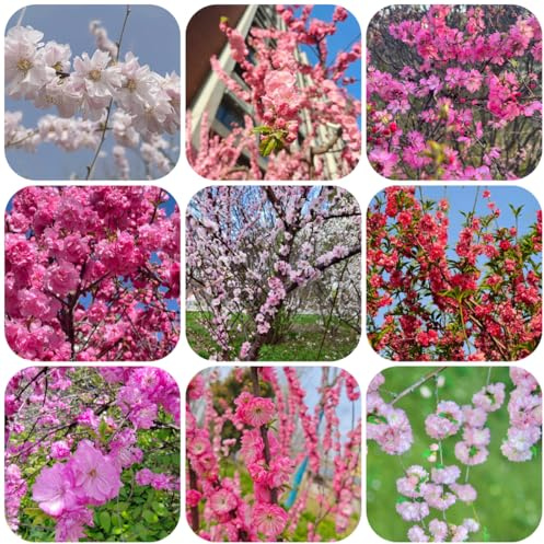 semillas de almendro, para invitados Prunus triloba, balcón variedades antiguas resistentes exterior y setos y arbustos exterior 35pcs