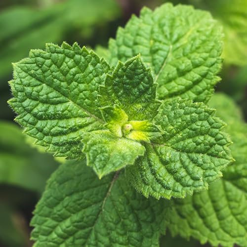 PREMIER SEEDS DIRECT - HERB - Mint Round LEAVED - 0.2 GM - 2500 Seeds - Organic