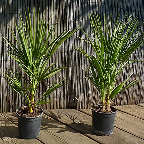 You Garden - Pair of Hardy Fan Palms (Chamaerops humilis) 60-80cm Tall in 14cm Pot, Exotic Dwarf Palm for UK Gardens