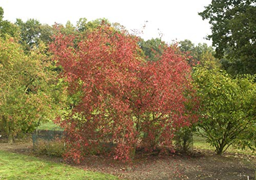 Euonymus europaeus 60–100 cm – Winterhart, Mehrjährig, Pflegeleicht – Pfaffenhütchen – Heckenpflanze für Garten & Sichtschutz
