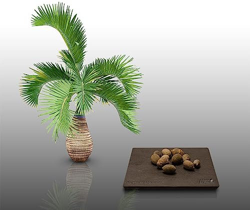 10 graines à semer - Le Grenier d'Abondance - PALMIER BOUTEILLE - Hyophorbe Lagenicaulis