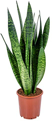Bloomique - Lot de 2 - Sansevieria Laurentii - Langue de belle-mère - Plantes d’intérieur - Dépolluantes - Très facile d’entretien - Hauteur 50-70 cm - Pot 17 cm