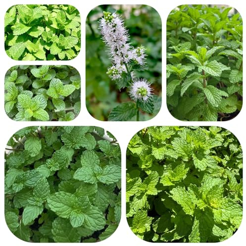 semi di menta verde, menta marocchina, giardino biologiche, copertura del terreno resistente di aromatiche arredamento del soggiorno 600pcs