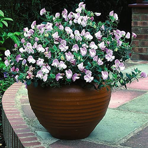 Dwarf Sweet Pea 'Pink Cupid' Seeds Lathyrus odoratus Hardy Annual Fragrant Pink White Bicolour Blooms RHS AGM Easy to Grow Your Own Garden Flower Plants (Approx. 20 Seeds) by Thompson and Morgan
