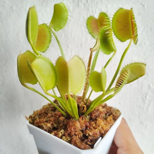 Semi di Venere acchiappamosche, d'appartamento Dionea muscipula, Le perenni sono giardino di semi biologici 500pcs