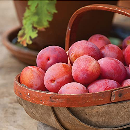 Plum Fruit Tree Standard Patio Hardy Garden Plant Easy to Grow Your Own Plum 'Victoria' 1 x 5-Litre Pot by Suttons