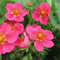 6 x Fraisier d'ornement 'Pink Panda' - Fragaria Pink Panda - Godet 9x9cm - Fleurs roses, fruits décoratifs, bordures
