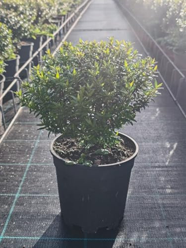 Myrtus communis – Brautmyrte Busch 40 cm | Immergrün, Duftpflanze, Mediterraner Zierstrauch für Garten & Balkon