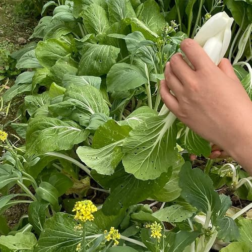 Pak Choi orgánicas, variedades tradicionales de mostaza chinas - antiguas variedades invernaderos balcón jardín balcón trepadoras 200Semillas