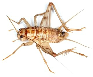 Livefoods4u Standard Silent Brown Crickets Live Food (12-18mm) Tub Approx 100 - Perfect for Reptiles and Lizards - Sustainably bred | Livefood