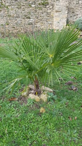 Trachycarpus fortunei/Palmier de Chine/Conteneur de 7 à 10 litres