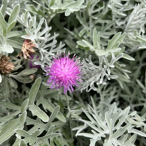 semi di fiordaliso - resistenti tappezzanti esterni appartamento primaverili balcone giardino Perenni 800pcs