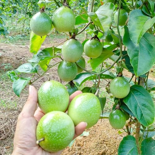 5 pcs maracuja samen - zwergobstbäume winterhart, winterfeste pflanzen für balkon, exotische pflanzen winterhart, obstbaum passionsfrucht balkon pflanze, deko büro, pflanzensamen