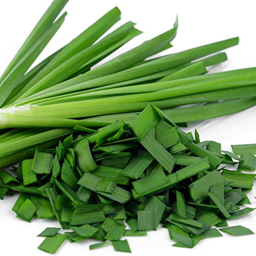 Welldales 50 Sweet Chinese Garlic Chive Herb Seeds UK Harvested China Chives Seed