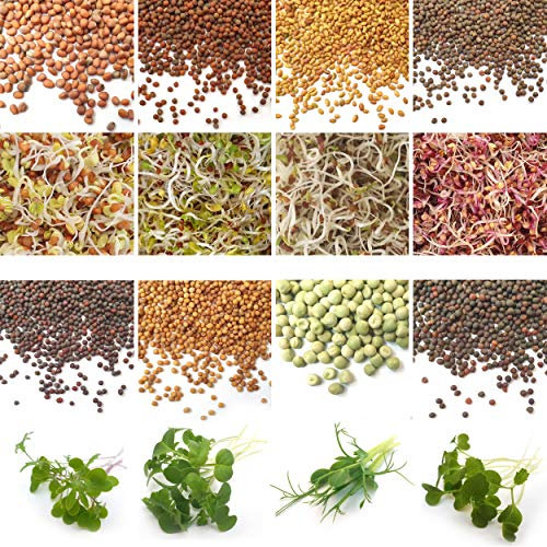Verdant Republic Organic Sprouting Microgreen Seeds 8 Variety Starter Packs (300g) - Broccoli, Alfalfa, Red Cabbage, Pea, Cress, Kale, Radish | High Germination to Sprouts & Microgreens