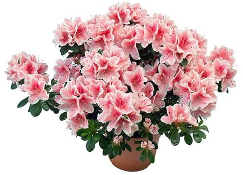 Azalea Natural Planta con Flores para el Interior o el Exterior del Hogar