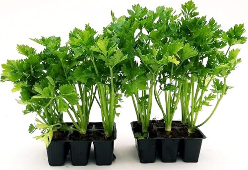 Plantes de Persil Français, 2 Pots, Culture Annuelle, Goût Authentique Italien