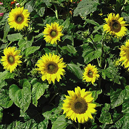 Sunflower Seeds ‘Topolino’ Helianthus Hardy Annual Flowering Garden Plants Dwarf Habit Bright Yellow Flowers Easy to Grow Your Own 1 Packet of Seeds by Thompson and Morgan