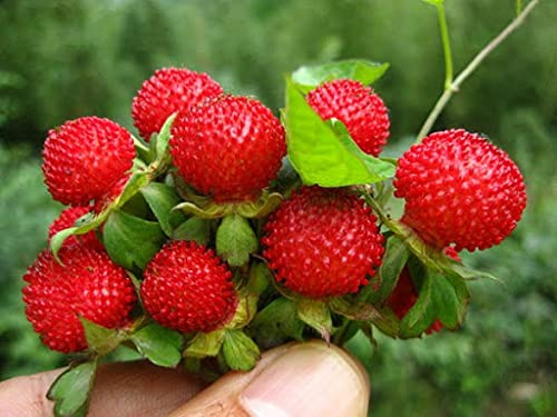 Semillas de fresa 60 piezas