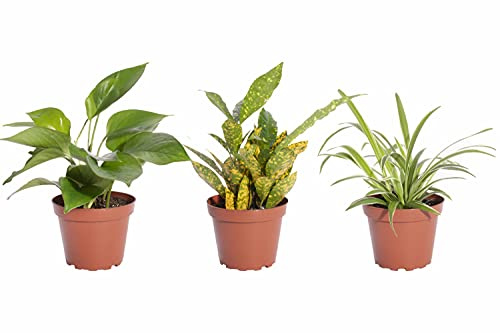 Shop Succulents | Standing Collection | Hand Selected, Air Purifying Mixed Bundle of Live Indoor/Outdoor House Plants