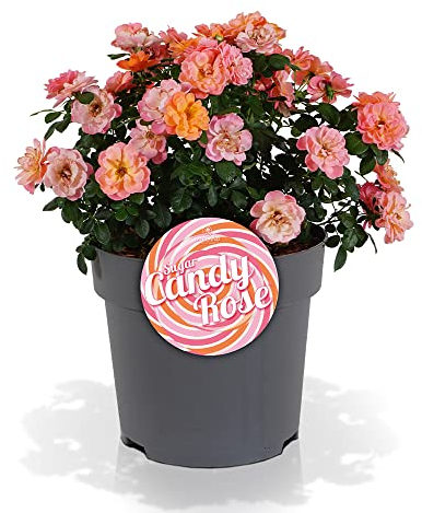 Sugar Candy Rose, Beetrose, rosa, orange, Rosenpflanze, winterhart, für Garten, Terrasse, Balkon oder Kübel
