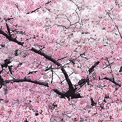 5 Japanese Pink Cherry Plum Blossom Sakura Tree Seeds - Winter-Hardy By Pretty Wild Seeds