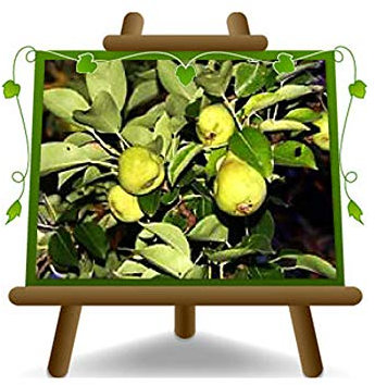 Poirier arbre de poires Nain – Plante fruitière porte greffe COT:BA. 29 sur pot 20 - arbre max 80 cm - 2 ans