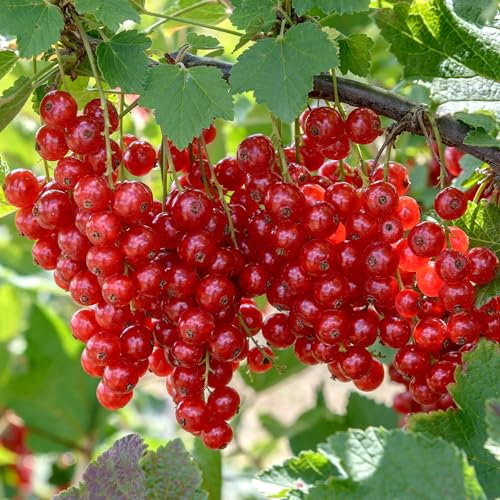 Redcurrant Rolan - Ribes rubrum Fresh Fruit Plants Outdoor Plants Garden Plants Outdoor Garden Ready Fruit Plant - Red Currant Outdoor Plant - Garden Bushes (3 Litre Pot, 30-50cm)