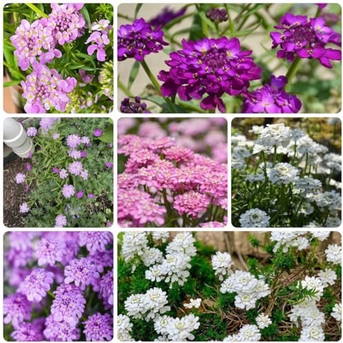 semi di iberide balcone, giardino roccioso resistenti sempreverde candytuft tappezzante perenne resistente, per balcone, 125pcs
