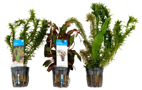 Bloomique - Mix di 3 - Piante da acquario - Piante d’acqua dolce - Depuranti - Ossigenanti - Elodea, Hydrocotyle, Ludwigia - Alte 5-20 cm