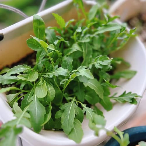 rucola samen winterhart - rucola pflanzen samen, winterharte kübelpflanzen, kletterpflanzen rucolasamen bio mehrjährig, exotische pflanzen winterhart, gartendeko für draußen 50pcs